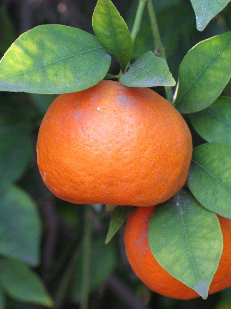              Fruit (Riverside, CA)       